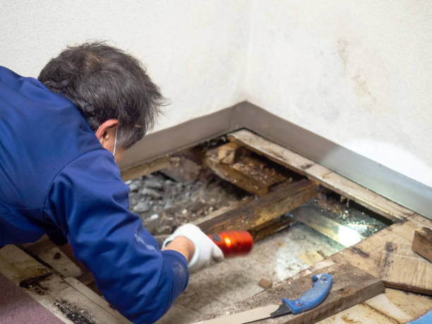 Reliable Estherville, IA Mold Removal Solutions