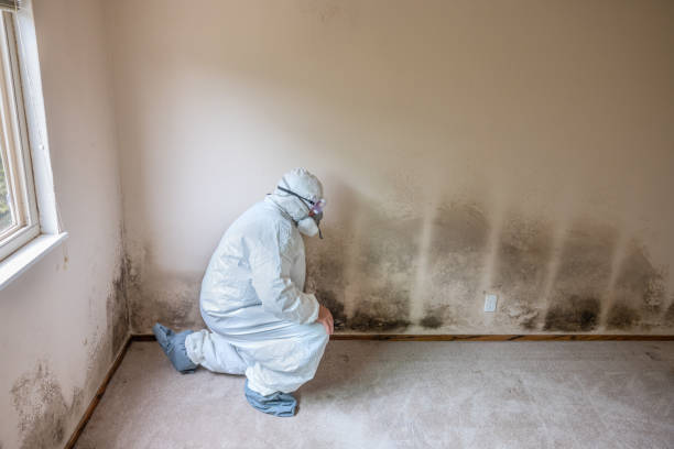 Crawl Space Mold Removal in Estherville, IA